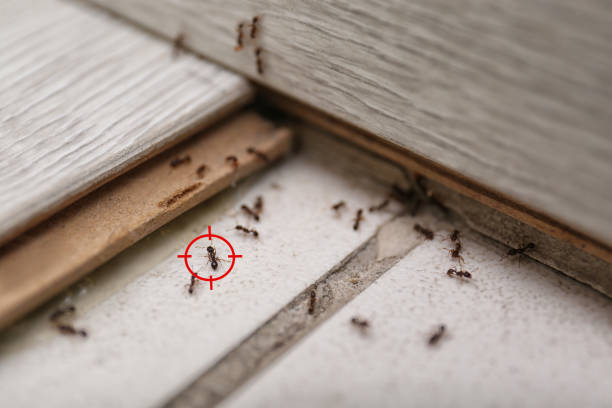 Best Insect Control  in Roanoke, VA
